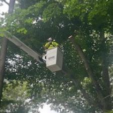 Tree-Removals-Partially-Due-to-Hypoxylon-Canker-in-Ridgely-MD 2